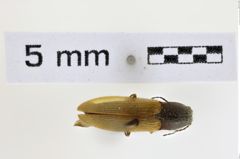 Foto (Dorsalansicht) von Hemicrepidius pallidipennis  (NHMW-ZOO-COL-0008939)